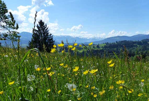 nature, meadow, mountains