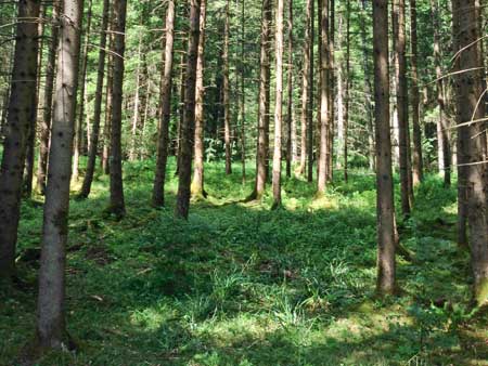 Forest in Bavaria