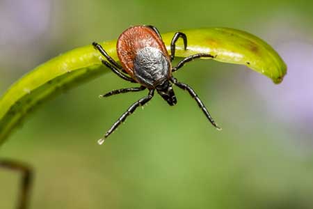 Ixodes-Ricinus Ticks