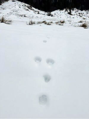 Mountain hare tracks in the snow