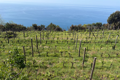 Vineyard on a hillside above the Ligurian Sea with rows of young vines and green grass.