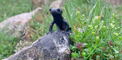 A black alpine salamander perched on a weathered mountain rock