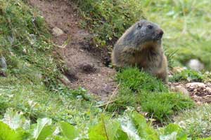 Marmot