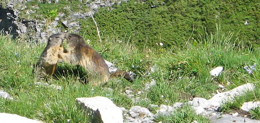 Marmot