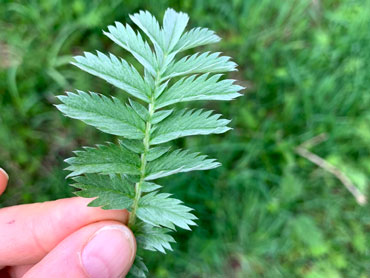 Women in the wilderness