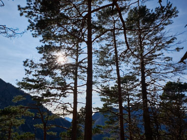 Tall pine trees in the Bavarian Alps with sunlight shining through branches and mountain backdrop – captured along a guided nature hike near Kochelsee.