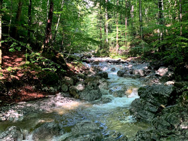 Mountain stream flowing through a forest in the Bavarian Alps with sunlight filtering through trees – captured during a guided nature hike near Kochelsee.