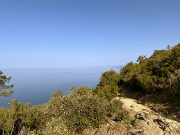 Coastal hiking trail surrounded by green shrubs overlooking the calm blue Ligurian Sea under a clear sky