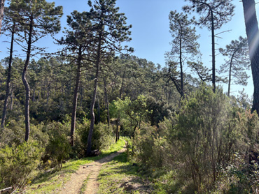 Forest trail surrounded by tall pine trees and green shrubs under clear sunlight in Liguria, Italy