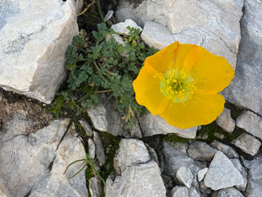 Yellow alpine wildflower growing among limestone rocks in Slovenia's Julian Alps