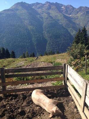Pig in the mountains