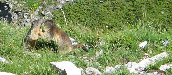 Marmot