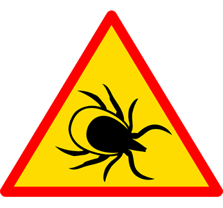 Ixodes-Ricinus Tick