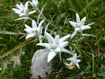 edelweiss