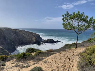 View of sandy trail and pine tree with ocean and cliffs in background