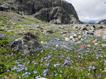 Wild Switzerland Trek